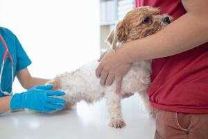 Veterinários estão realizando anual Verifica ups em cachorros para Veja para possível doenças e tratar eles rapidamente para garantir a animal de estimação saúde. veterinário é examinando cachorro dentro veterinário clínica para tratamento foto