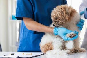 Veterinários estão realizando anual Verifica ups em cachorros para Veja para possível doenças e tratar eles rapidamente para garantir a animal de estimação saúde. veterinário é examinando cachorro dentro veterinário clínica para tratamento foto