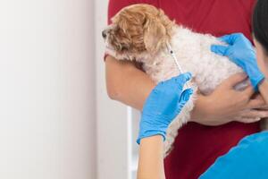 veterinário é vacinado para cachorro para evita comunicável doenças depois de veterinário tem fez a anual saúde Verifica para cachorro. conceito do trazendo animais de estimação para receber anual vacinas a partir de Veterinários foto