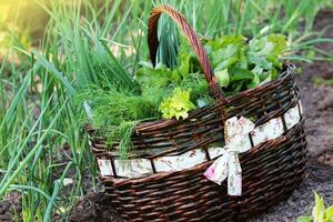 fresco orgânico vegetais-alface, alho-poró, aneto dentro uma cesta colocada perto uma vegetal correção. jardinagem fundo foto