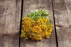 tansy tanaceto - perene herbáceo plantas compositae asteraceae . ervas colheita do medicinal cru materiais foto