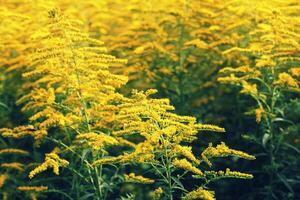florescendo vara de ouro. solidariedade, ou barras de ouro, é uma gênero do floração plantas dentro a áster família, asteraceae foto