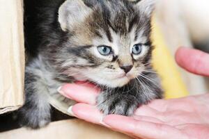 surpreso fofa jovem gato olhando às a Novo anfitriã. gatos pata deitado em mão mulheres. ofertas para estar amigos foto