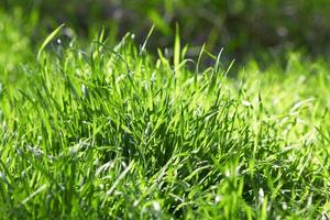 grama verde como plano de fundo foto