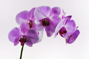 orquídea flores em uma branco fundo foto