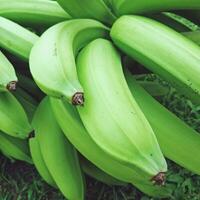 banana verde fresca, fundo verde de frutas tropicais colhidas, closeup foto