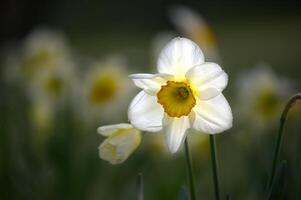 branco narcisos Além disso conhecido Como narciso dentro cheio flor foto