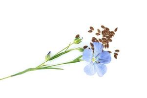 comum linho flores, talos e sementes isolado em branco foto