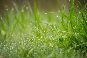 verde Relva é coberto com gotas do manhã orvalho foto