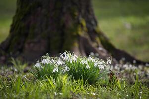 snowdrops perto a base do musgo coberto árvore tronco foto