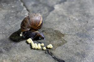 Caracol Reprodução com deitar ovos foto