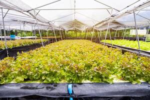 agricultura orgânico plantar verde carvalho alface dentro plantação foto