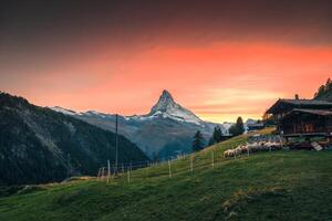 matterhorn montanha com valais nariz preto ovelha e de madeira chalé em Colina dentro a pôr do sol às encontrar, Suíça foto