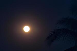 cheio lua órbita através silhueta árvore dentro noite céu foto