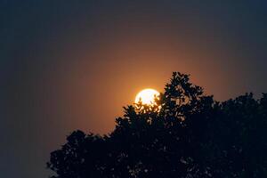 cheio lua órbita através silhueta árvore dentro noite céu foto