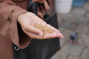 mulheres mão alimentando Pombo pássaros em chão . foto