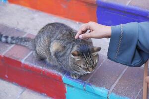 cinzento cor gato sentado em uma cadeira às Istambul cafeteria rua foto