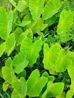 folhas do a elefante orelha colocasia taro plantar foto
