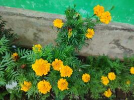 tagetes erecta a asteca calêndula mexicano calêndula grande calêndula cempaxochitl ou cempasuchil é uma espécies do floração plantar dentro a gênero tagetes nativo para México. Bangladeshi ganda flor foto