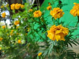 tagetes erecta a asteca calêndula mexicano calêndula grande calêndula cempaxochitl ou cempasuchil é uma espécies do floração plantar dentro a gênero tagetes nativo para México. Bangladeshi ganda flor foto