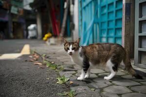 ai gerado rua gato perambula livremente em koh lipe ruas, incorporando urbano resiliência foto