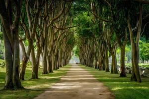 ai gerado cênico caminhos meandro através tailândia sereno público parques foto