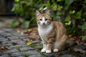 ai gerado rua gatos charme brilha dentro lindo ao ar livre retrato capturar foto