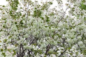 Ukon cereja flores balançando dentro a vento nublado dia foto