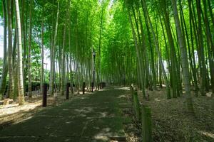 uma verde bambu floresta dentro Primavera ensolarado dia Largo tiro foto