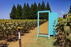 girassóis e luz azul porta às a Fazenda ensolarado dia foto