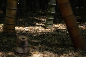 uma verde bambu floresta dentro Primavera ensolarado dia fechar tiro foto