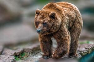 1 grande adulto Castanho Urso dentro uma jardim zoológico foto