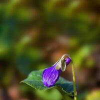 uma suave flor Flor dentro uma natureza jardim foto