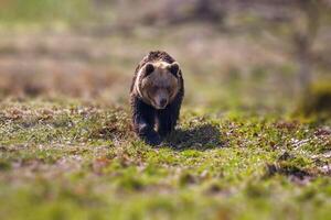 grande Castanho Urso às natureza Prado foto