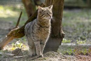 selvagem gato dentro a verde estação folha floresta foto