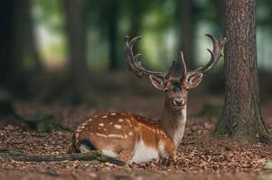 1 bonito pousio veado bode é sentado dentro a floresta e relaxante foto