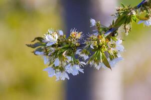 uma ramo com branco cereja Flor brotos foto