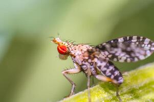 rar pequeno mosca em verde Relva dentro fresco estação natureza foto