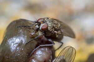 pequeno macro mosca dentro selvagem vida natureza foto