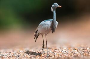 garça observa natureza e parece para Comida foto