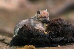 Lobo copo dentro a floresta olhando para presa foto