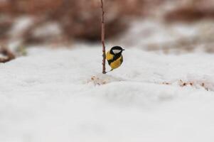 ótimo tit observa natureza e mantém a olho Fora para Comida foto