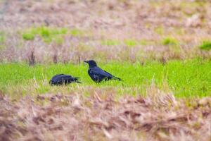 Raven observa natureza e parece para Comida foto