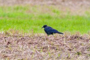 Raven observa natureza e parece para Comida foto