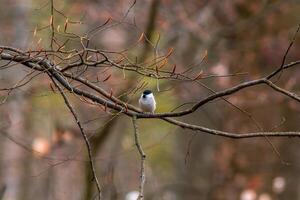 tit observa natureza e parece para Comida foto