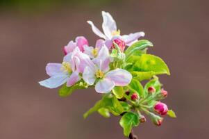 delicado maçã Flor floresce em uma ramo foto