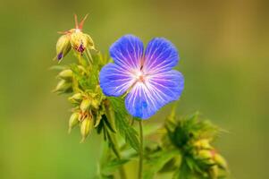 roxa guindaste flores dentro uma Prado foto