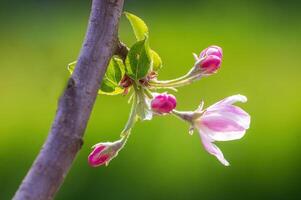 delicado maçã Flor floresce em uma ramo foto