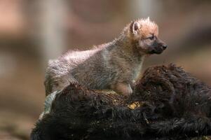 Lobo copo dentro a floresta olhando para presa foto