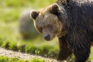 grande Castanho Urso às natureza Prado foto